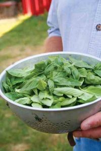 On the Bright Side: Ideas for Extra Basil Image